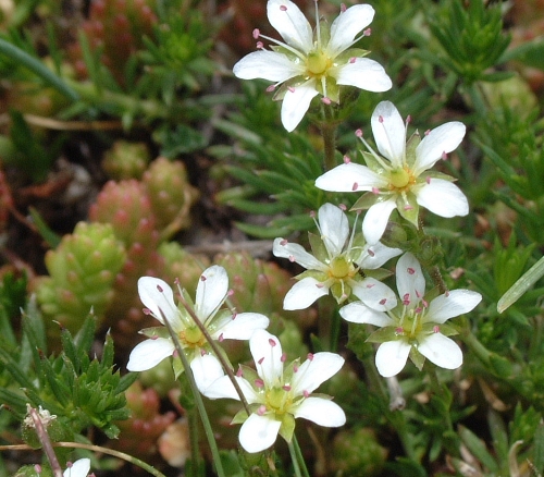 Saxifraga ... ? no, Cariofillacea